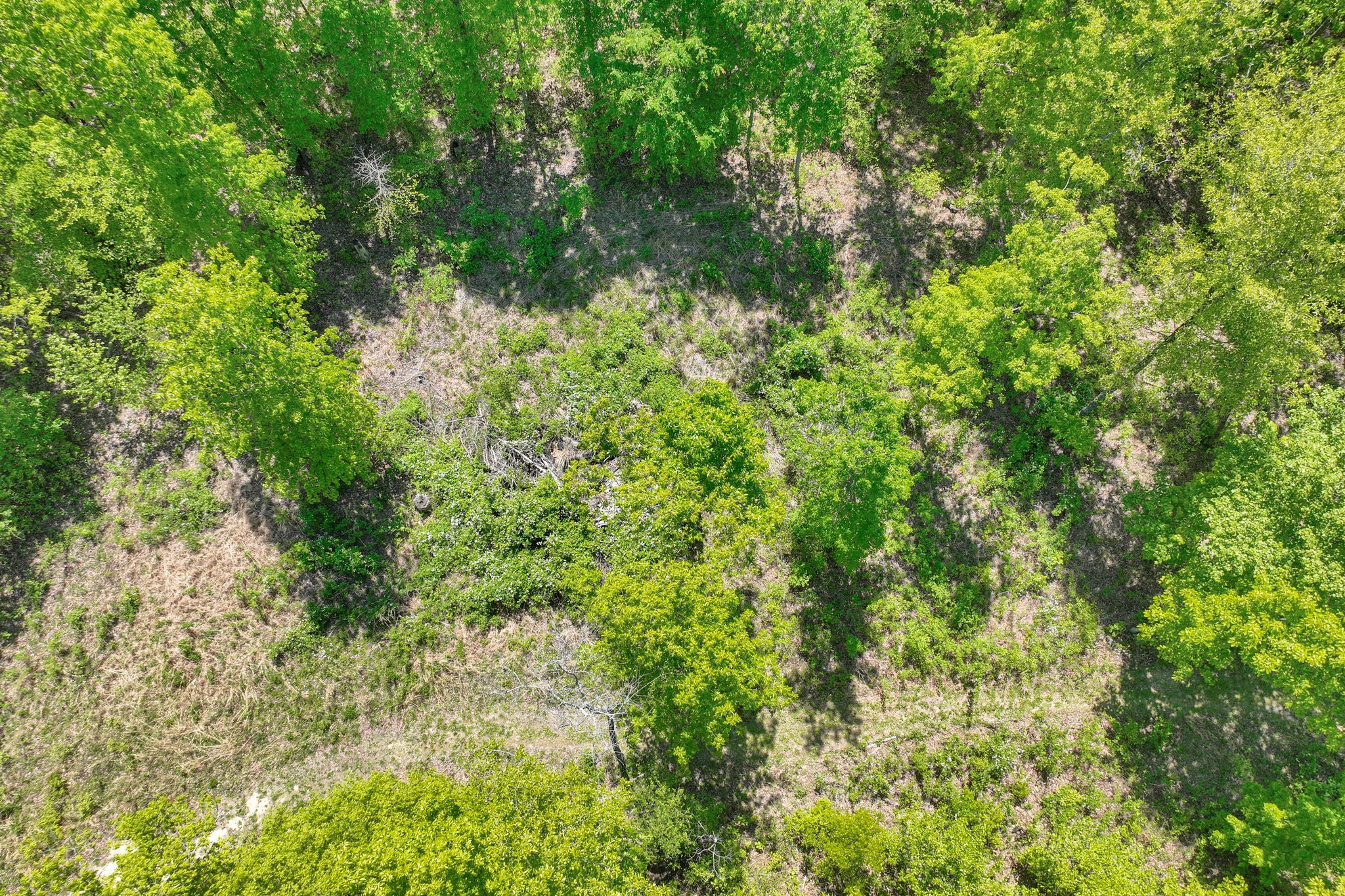 6126 Calvin Potts Road Primm Springs, TN 38476 - Photo 19 of 23 a view of a lush green forest