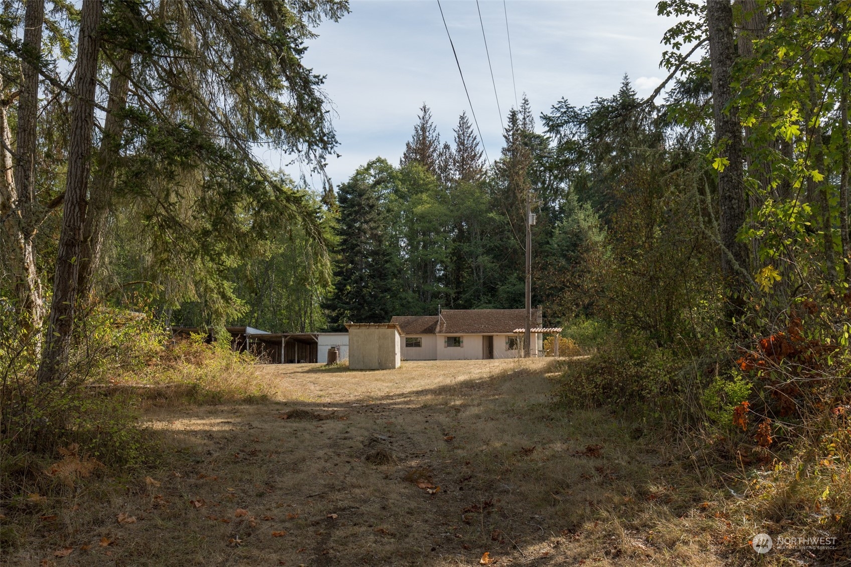 197 Jay Robinson Road Sequim, WA 98382 - Photo 26 of 40 a view of a forest with large trees