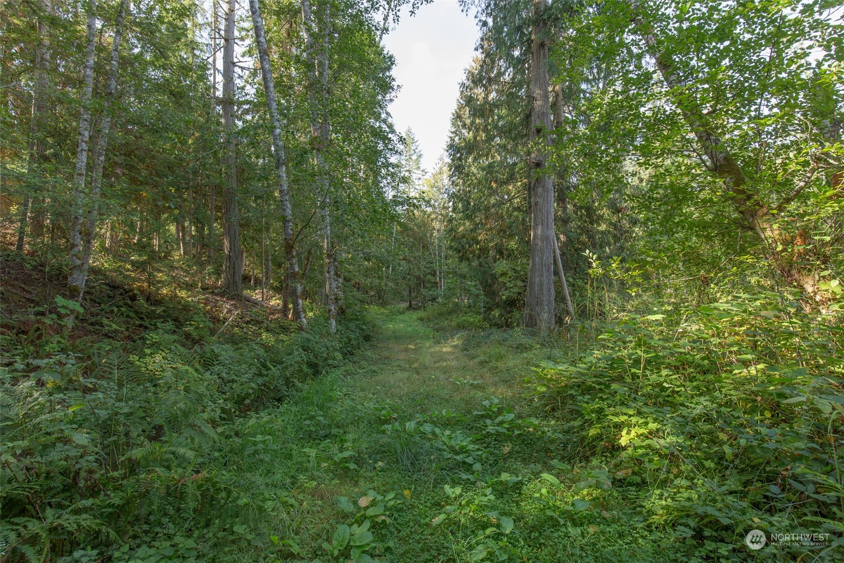 197 Jay Robinson Road Sequim, WA 98382 - Photo 32 of 40 a view of a lush green forest