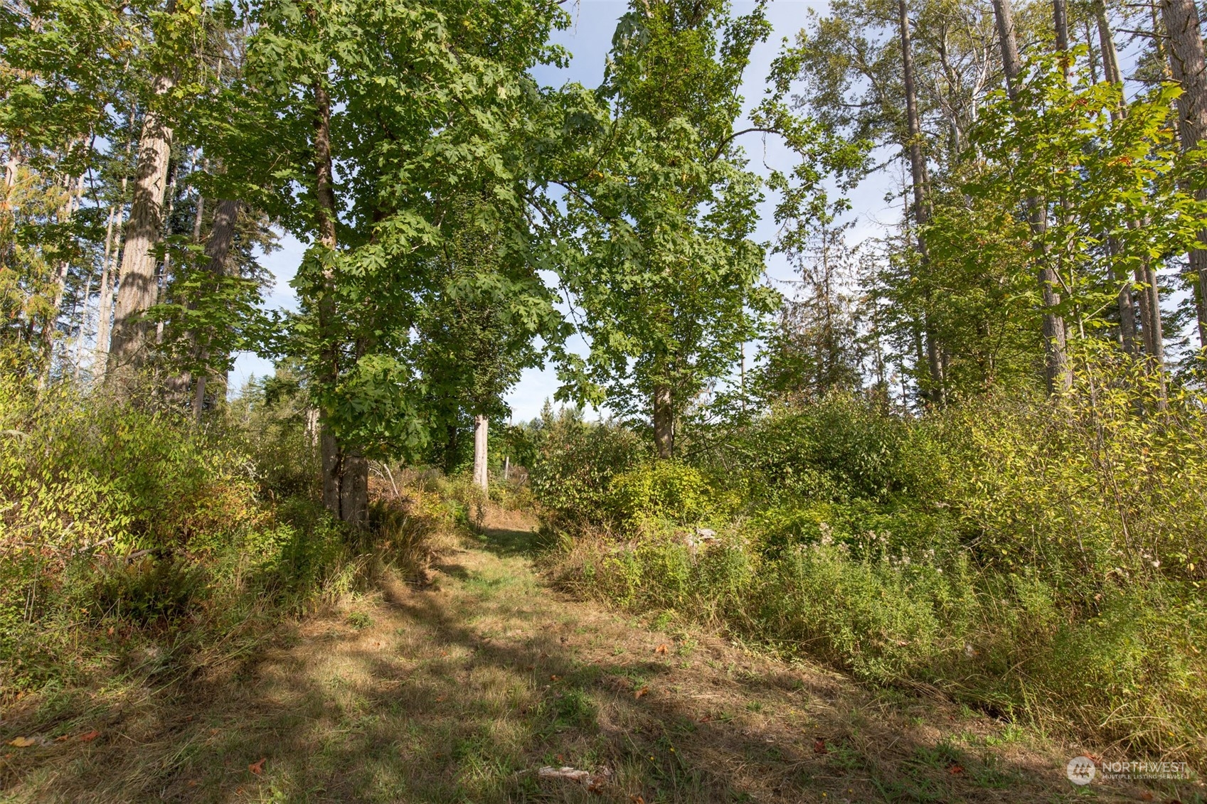 197 Jay Robinson Road Sequim, WA 98382 - Photo 38 of 40 a view of a tree in a yard