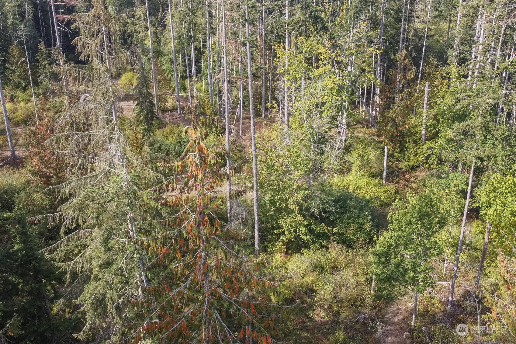 197 Jay Robinson Road Sequim, WA 98382 - Photo 40 of 40 a view of a forest