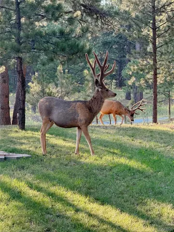 a view of a swimming pool with a yard