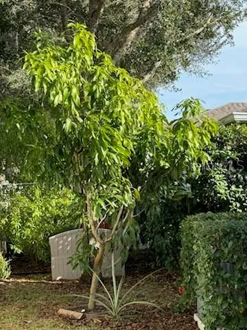 a view of a yard with plants