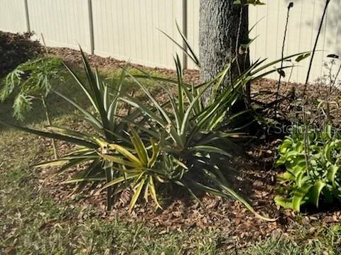 a plant that is in front of a house