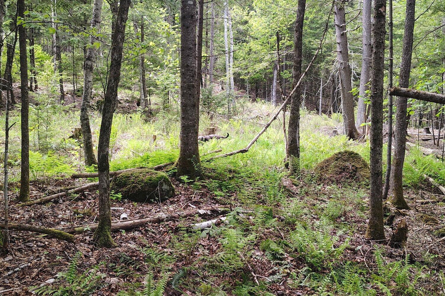 463 Clover Mill Road Farmington, ME 04938 - Photo 38 of 44 Woods