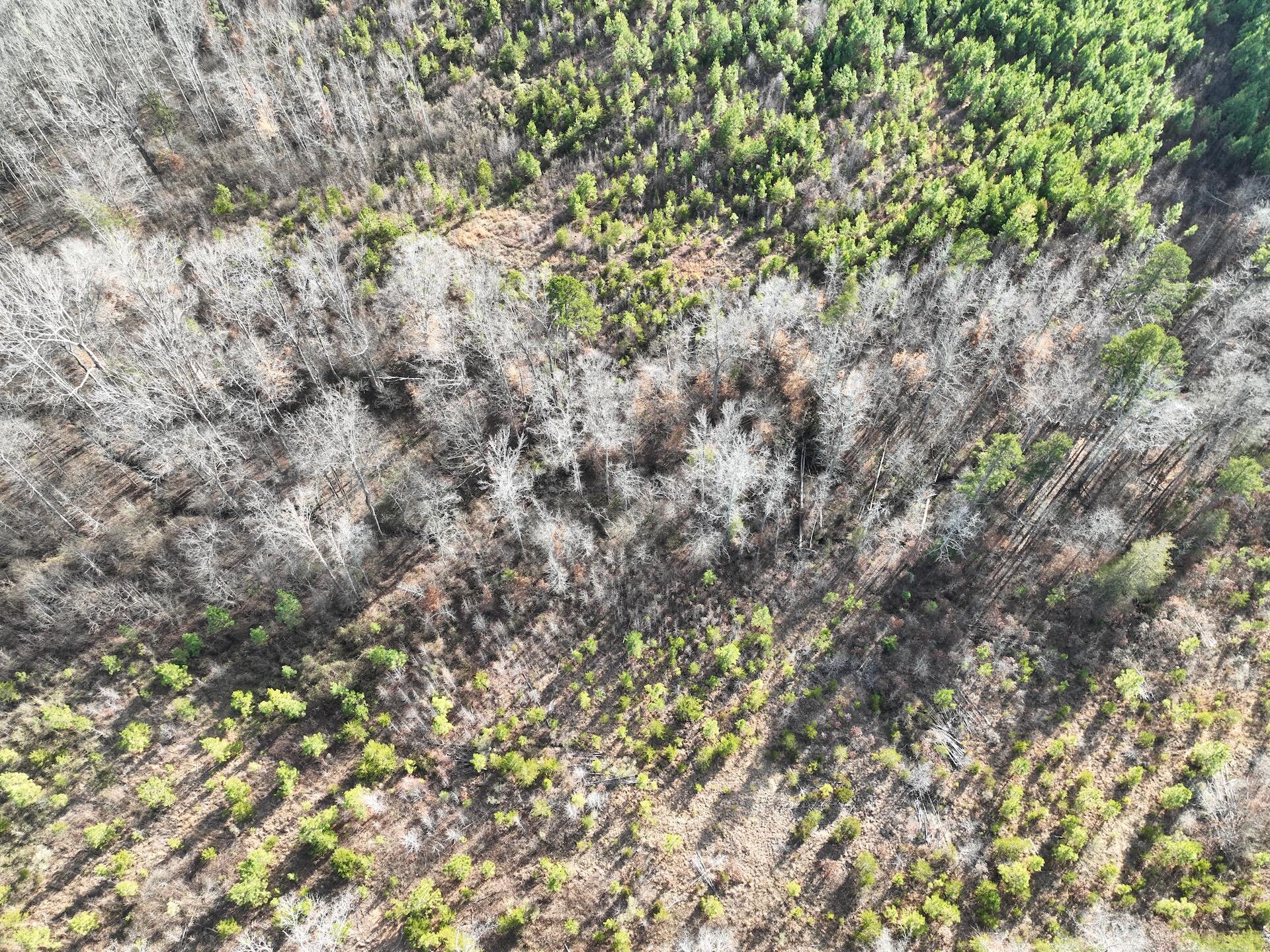 0 Green Level Road Scottsburg, VA 24589 - Photo 28 of 68 Halifax 185.44 ac video - 29