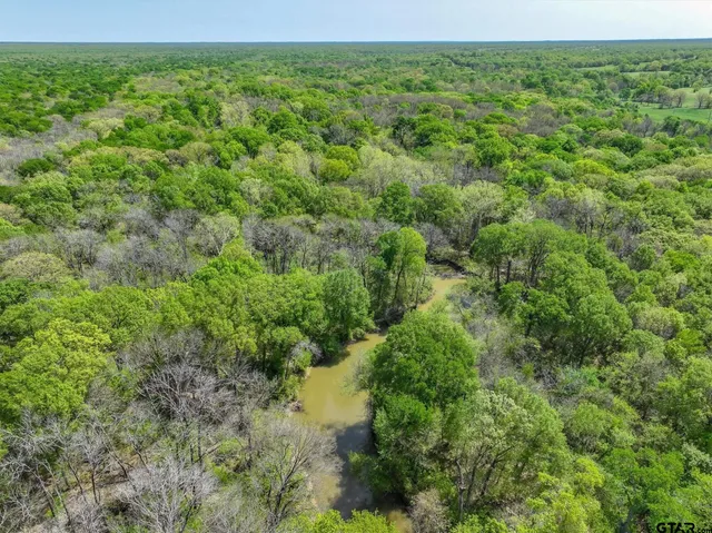 a view of a lush green forest with beach and green space