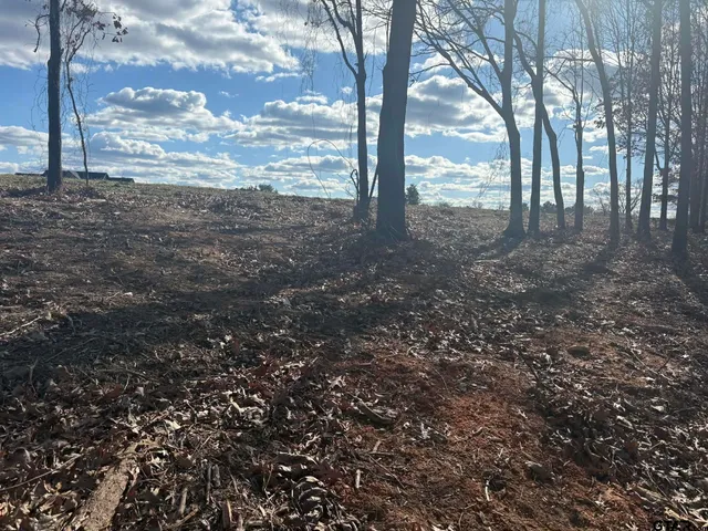 a view of yard with trees