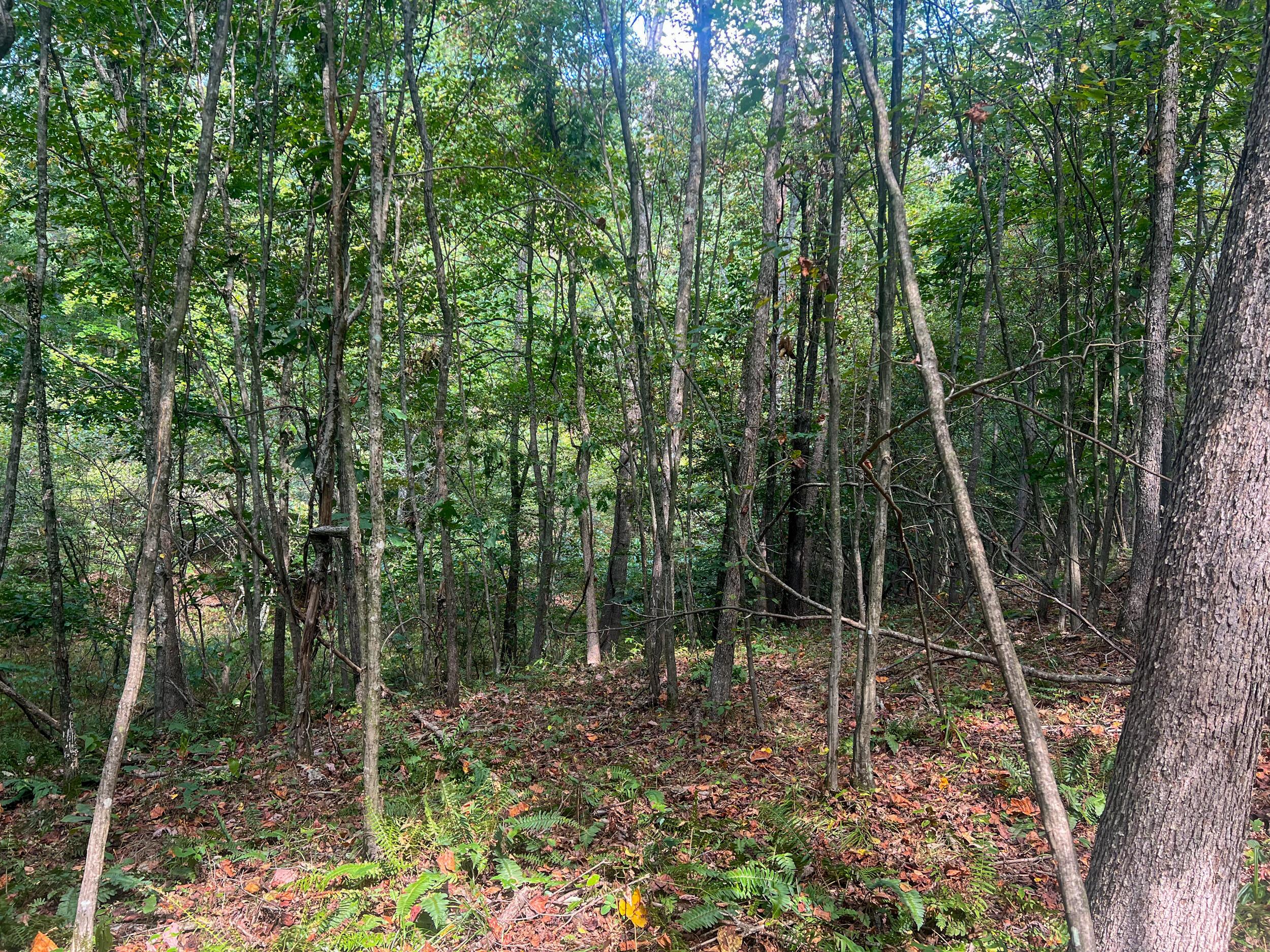 3 Mt Carmel Road Vinton, OH 45686 - Photo 2 of 14 IMG_7855