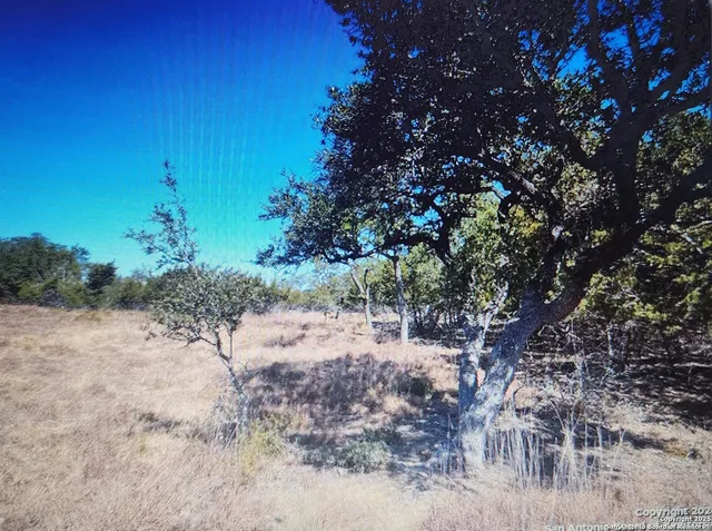 a view of a dry yard with lots of tree