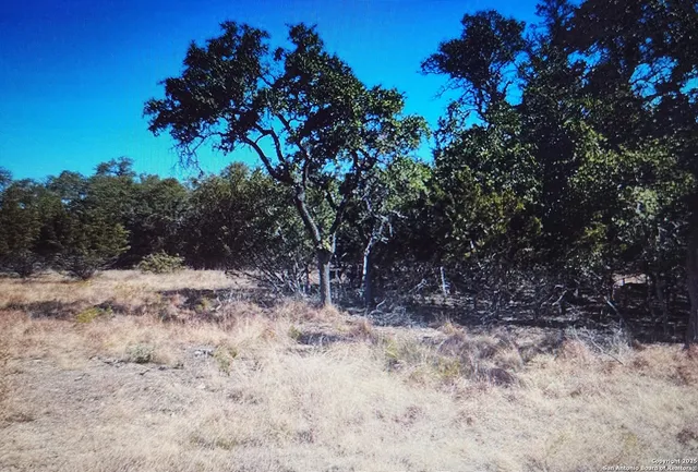 a view of a dry yard with trees in the background