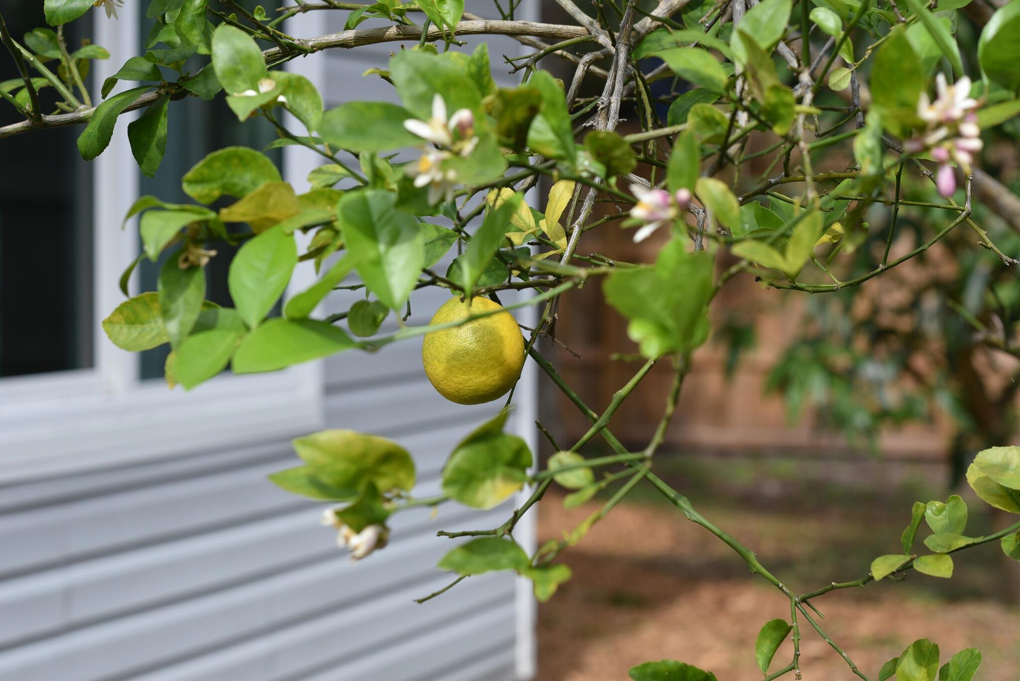 497 Pyrus Street St. Augustine, FL 32080 - Photo 27 of 36 Exterior view