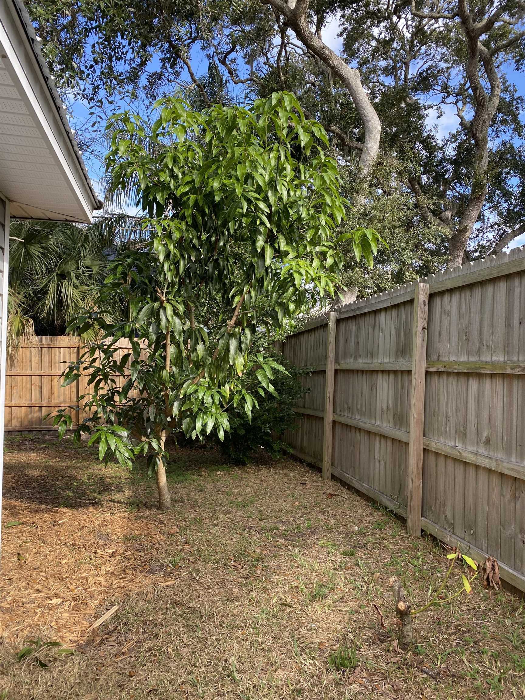 497 Pyrus Street St. Augustine, FL 32080 - Photo 30 of 36 View of yard