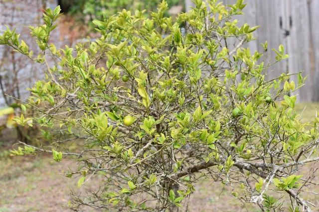 a backyard of a house with lots of green space and lake view