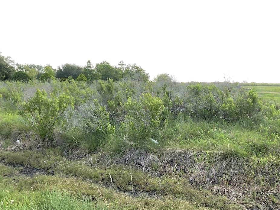 a view of a lush green forest with trees in the background