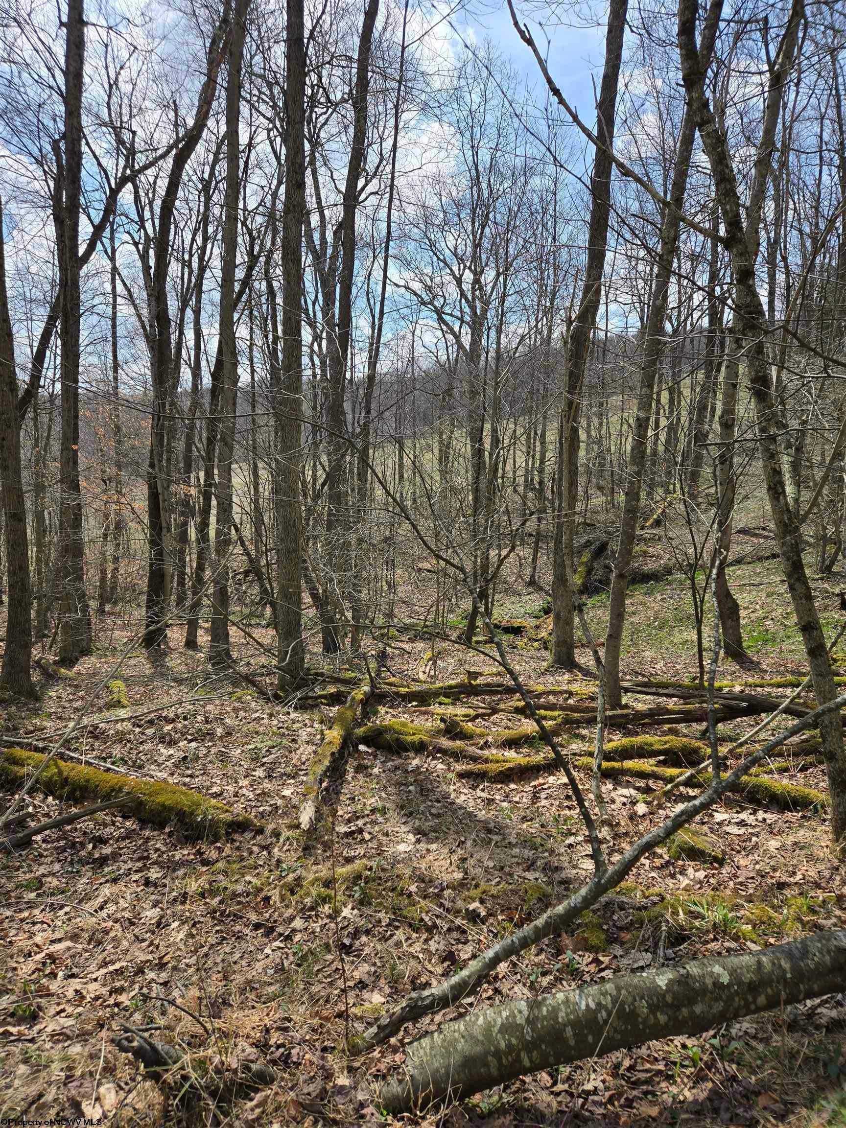 0 Cupps Run Road Terra Alta, WV 26764 - Photo 4 of 7 Gallery Image 4