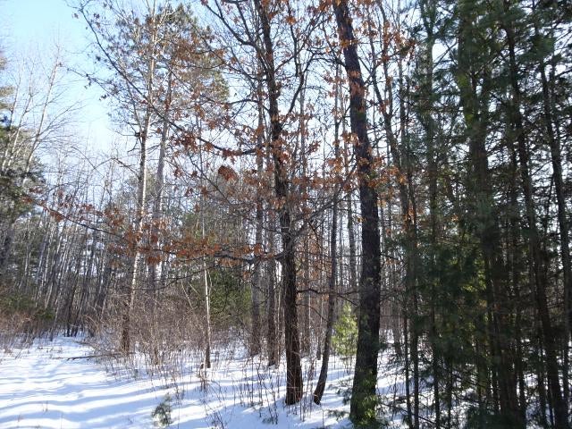 Lot 2 Sandy Court Minocqua, WI 54548 - Photo 8 of 19 Gallery Image 8