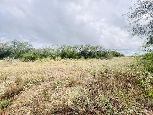 a view of a yard with plants and large trees