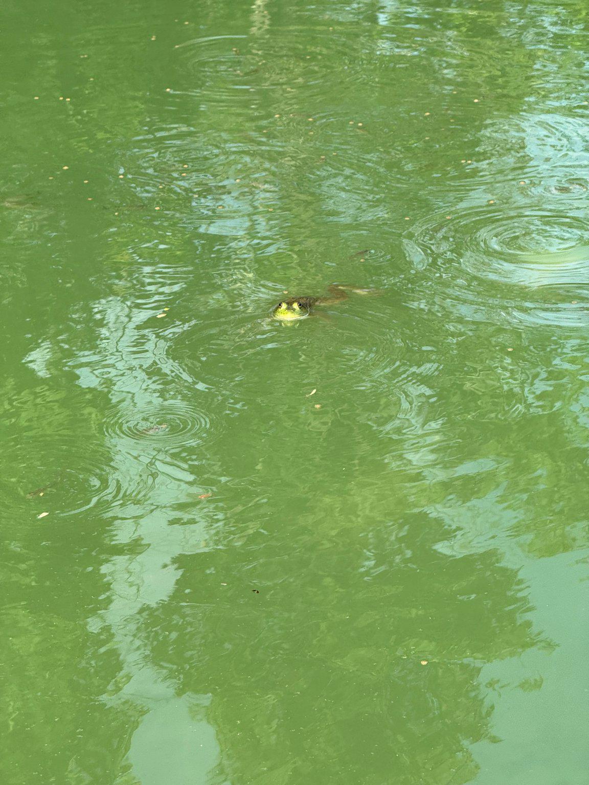 760 Timber Rdg Road Capon Bridge, WV 26711 - Photo 98 of 102 Serene waters with a curious frog