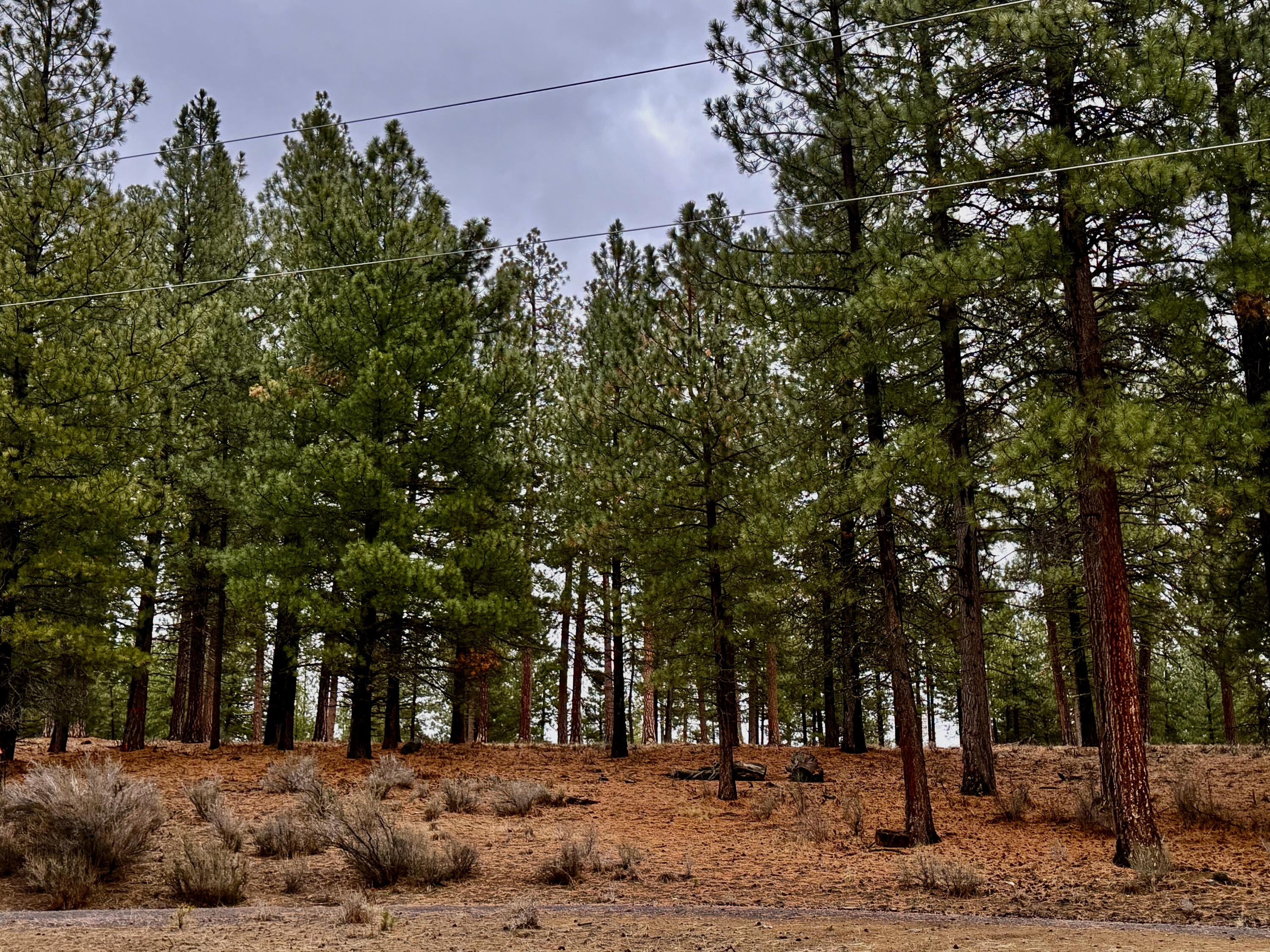 38965 Chiloquin Ridge Road Chiloquin, OR 97624 - Photo 56 of 59 a view of road with trees