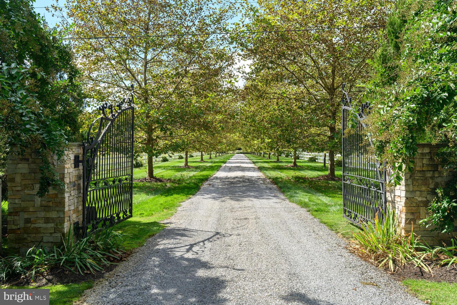 7508 Cooper Point Road Bozman, MD 21612 - Photo 18 of 116 Tree lined driveway