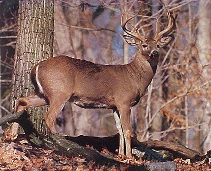 1 Geddisville Road Adams Run, SC 29426 - Photo 2 of 8 Battlefield Deer picture
