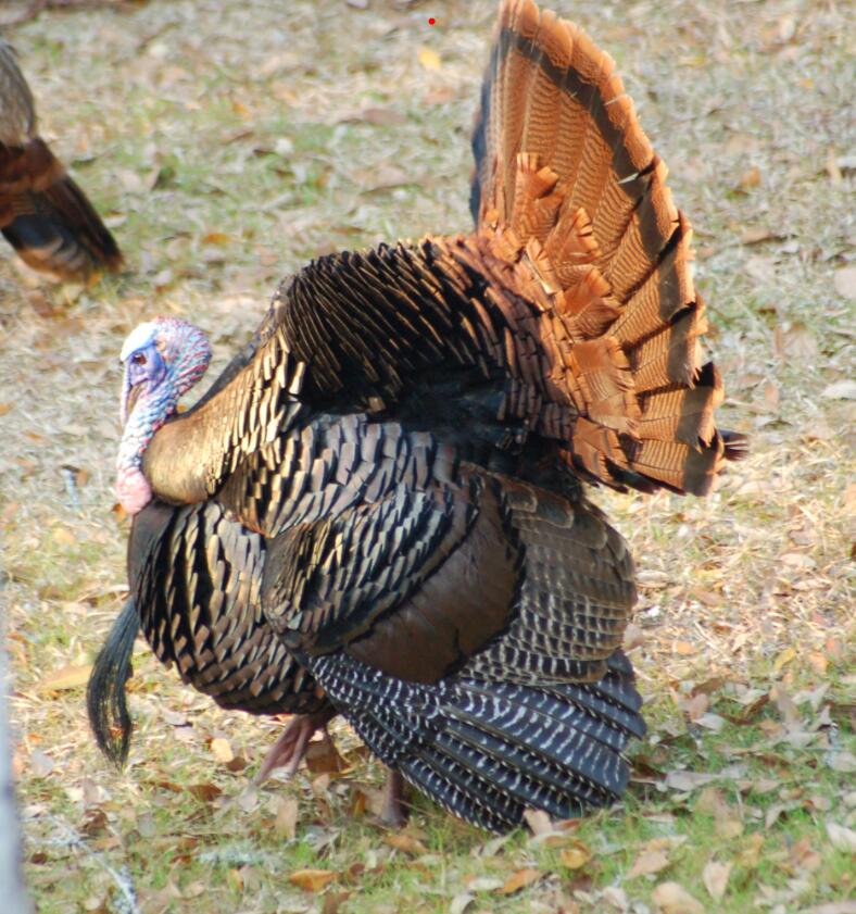 1 Geddisville Road Adams Run, SC 29426 - Photo 3 of 8 Rice Hope Turkey