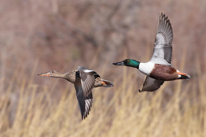 1 Geddisville Road Adams Run, SC 29426 - Photo 4 of 8 Battlefield ducks in flight