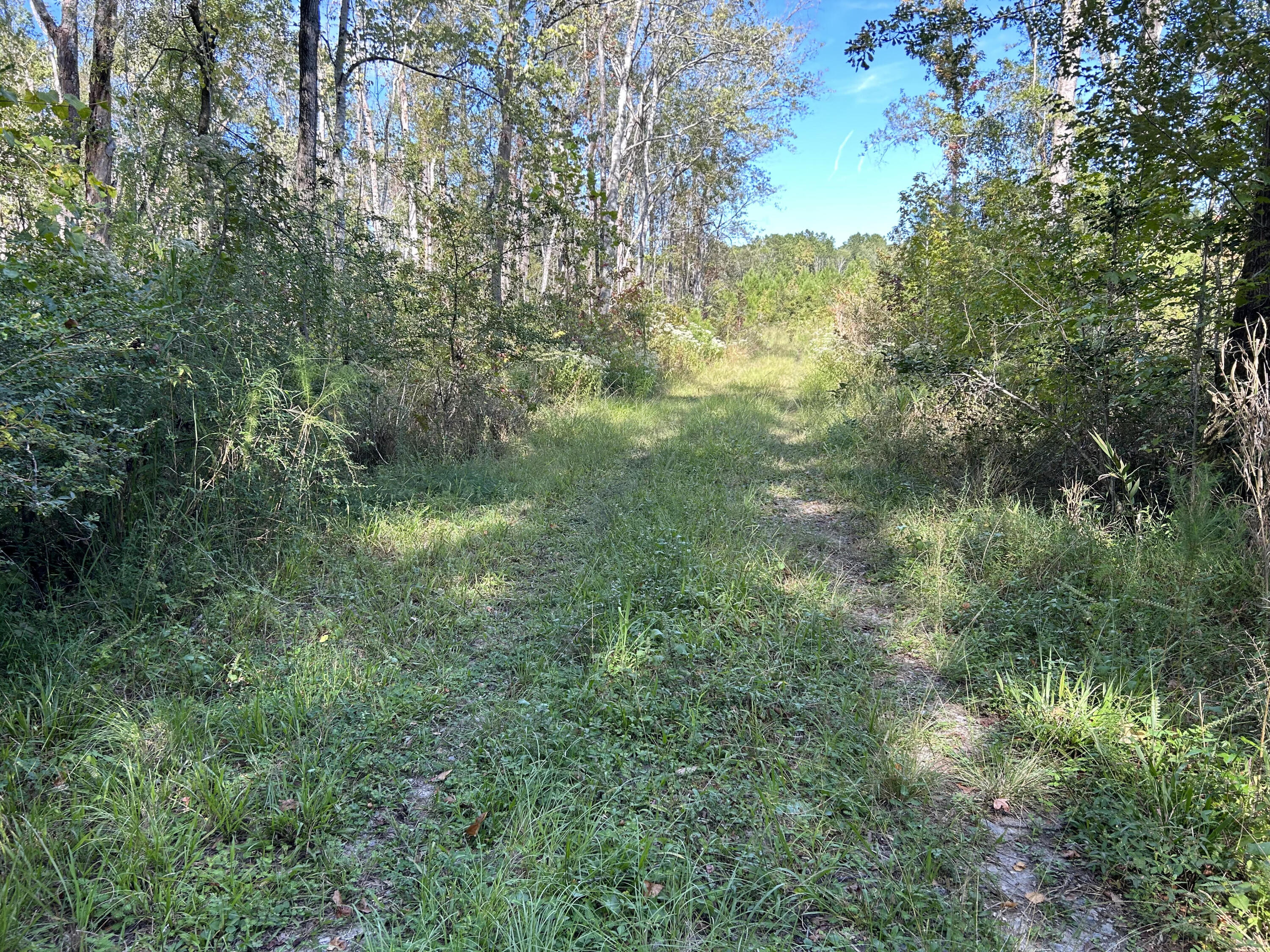 1 Geddisville Road Adams Run, SC 29426 - Photo 8 of 8 Geddisville 1
