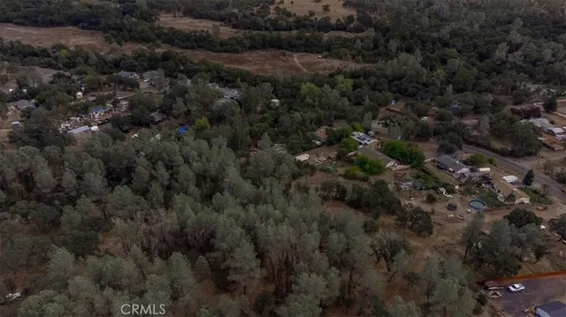 a view of a forest with a tree