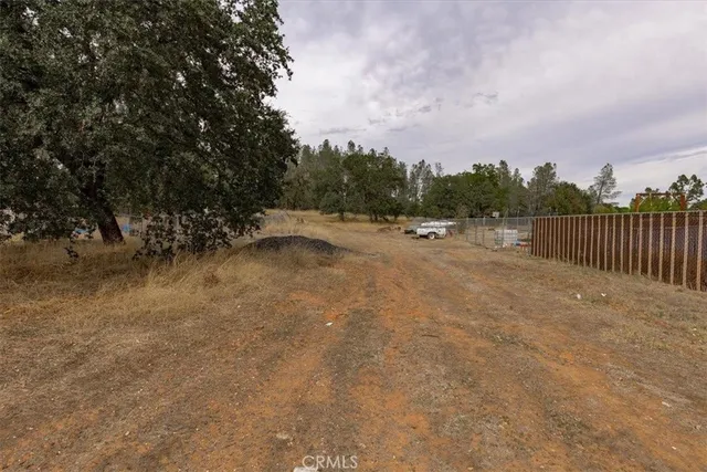 a view of a tree in a forest