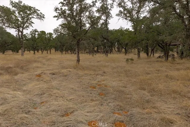 a view of backyard with seating area and trees