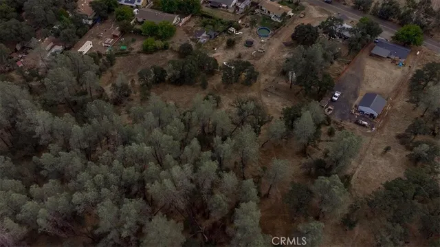 a view of a forest with a tree