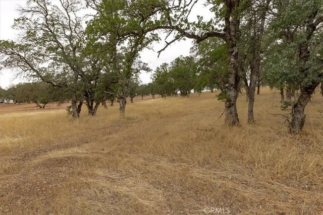 a view of a forest with trees in the background
