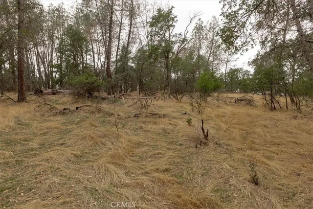 a view of a yard with a tree