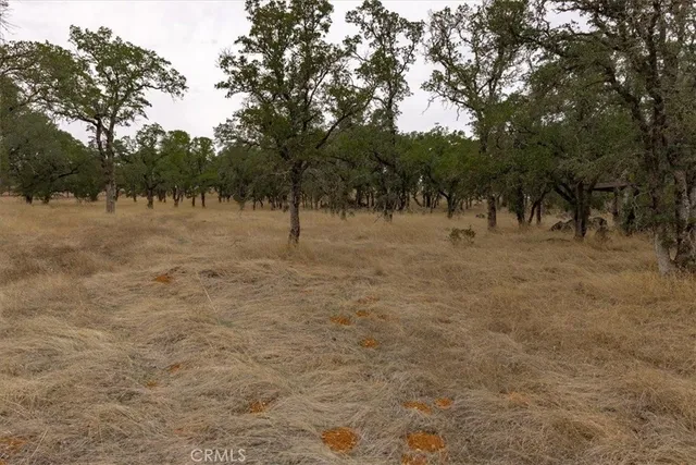 a view of open space with trees