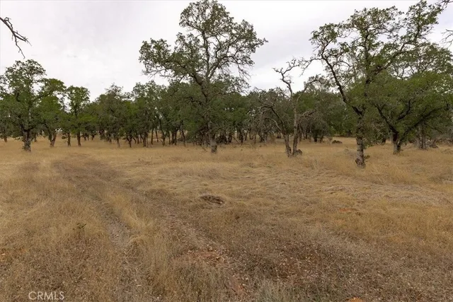 a view of large trees with a yard