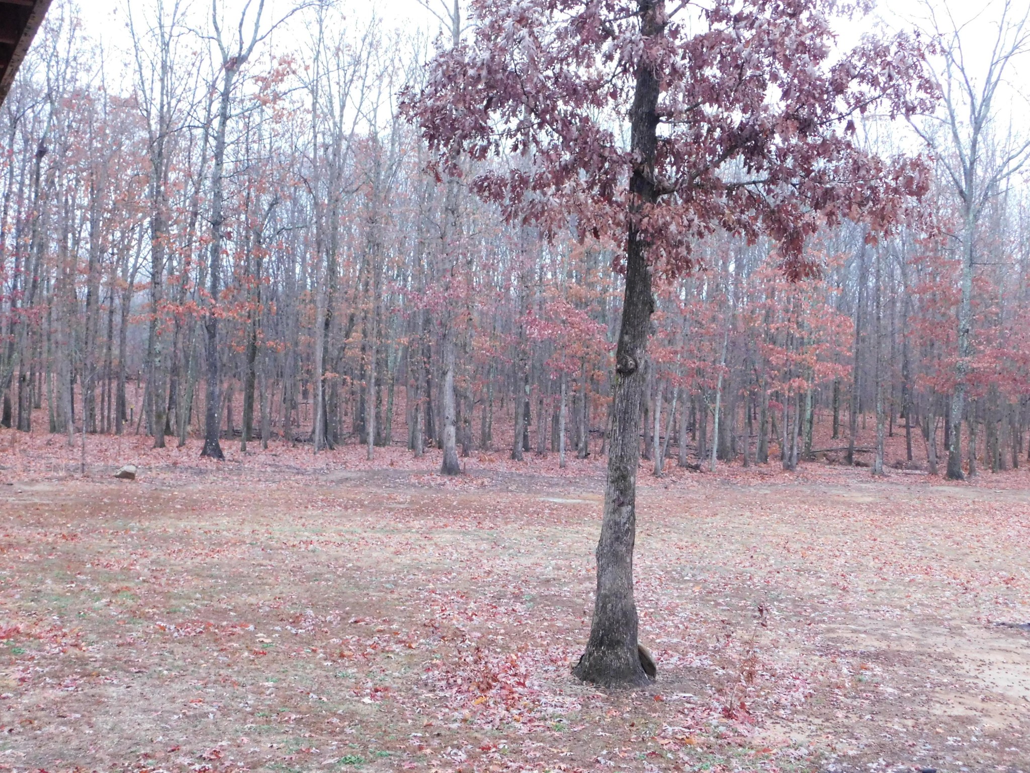 1151 Kerley Road Rd Spring Spring City, TN 37381 - Photo 9 of 38 Gallery Image 9