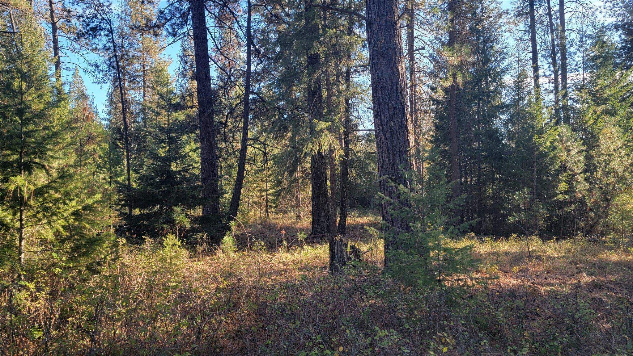 1-xxx Spring Valley Road Newport, WA 99156 - Photo 14 of 43