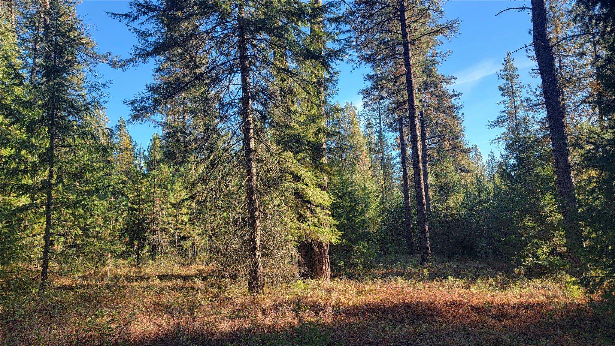 1-xxx Spring Valley Road Newport, WA 99156 - Photo 16 of 43