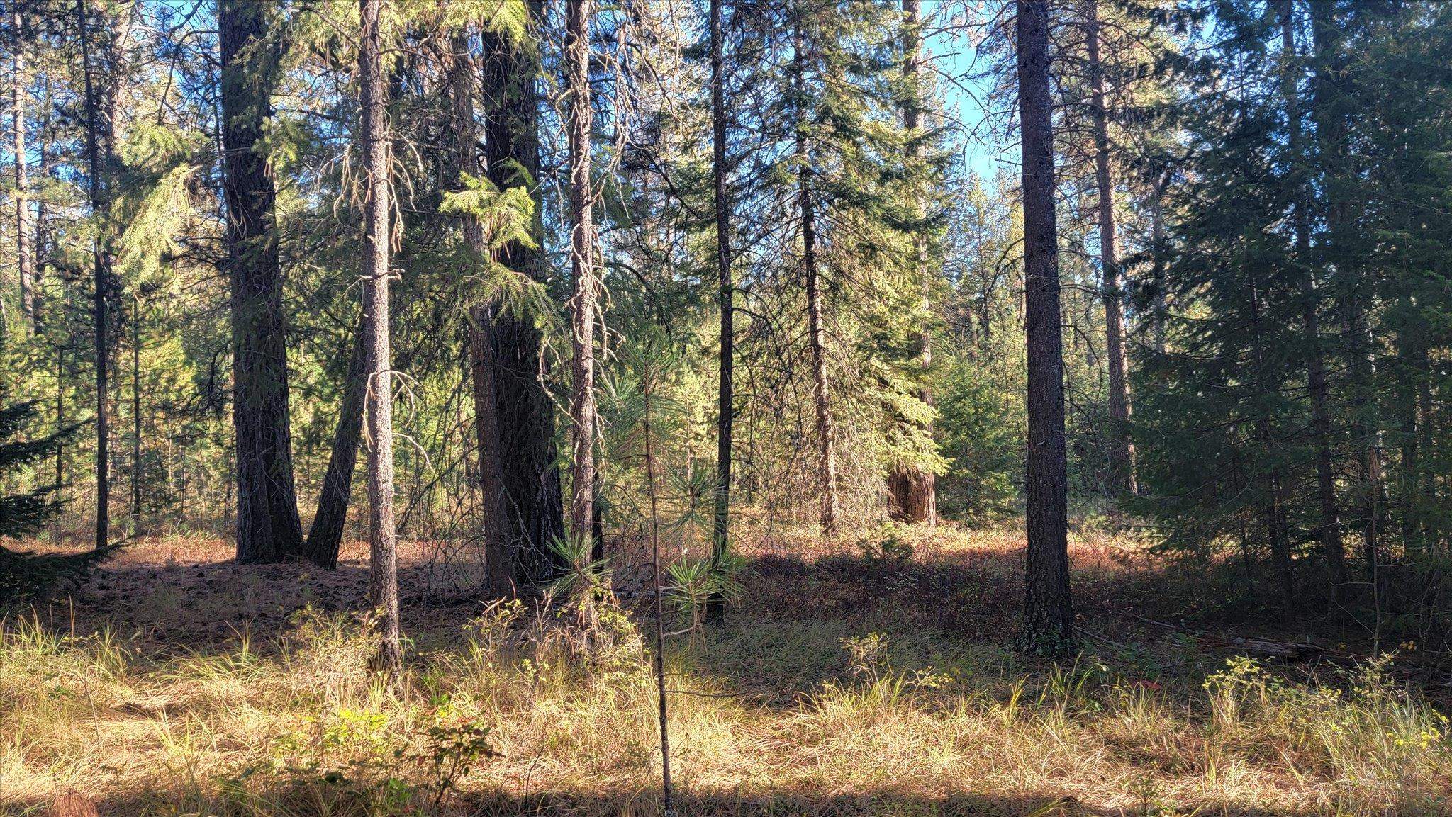 1-xxx Spring Valley Road Newport, WA 99156 - Photo 7 of 43