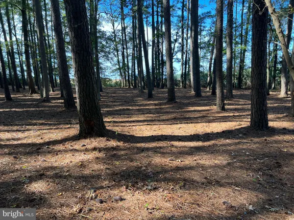 a view of yard with trees