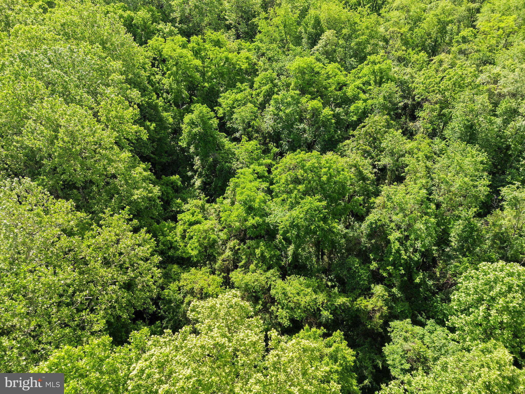 Job Corps Road Shenandoah Junction, WV 25442 - Photo 10 of 18 a view of a lush green forest