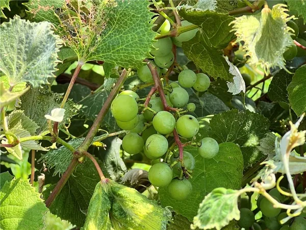 $650,000 | 5924 Dd Highway, Denver, MO 64441