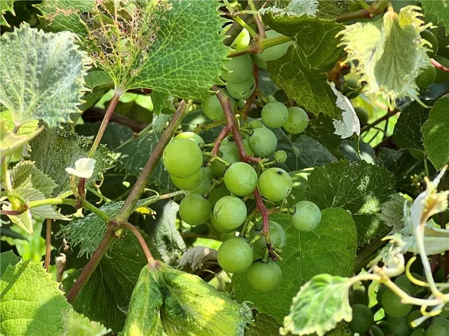 $650,000 | 5924 Dd Highway, Denver, MO 64441