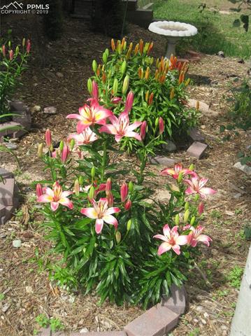 Blooming foliage in the spring