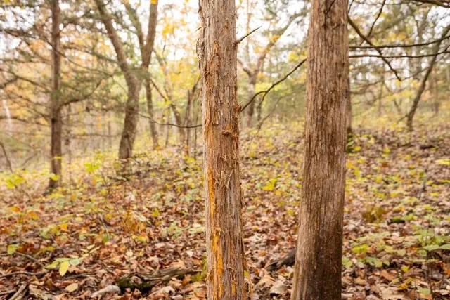 $530,200 | 8875 Northeast 1275th Road, Osceola, MO 64776