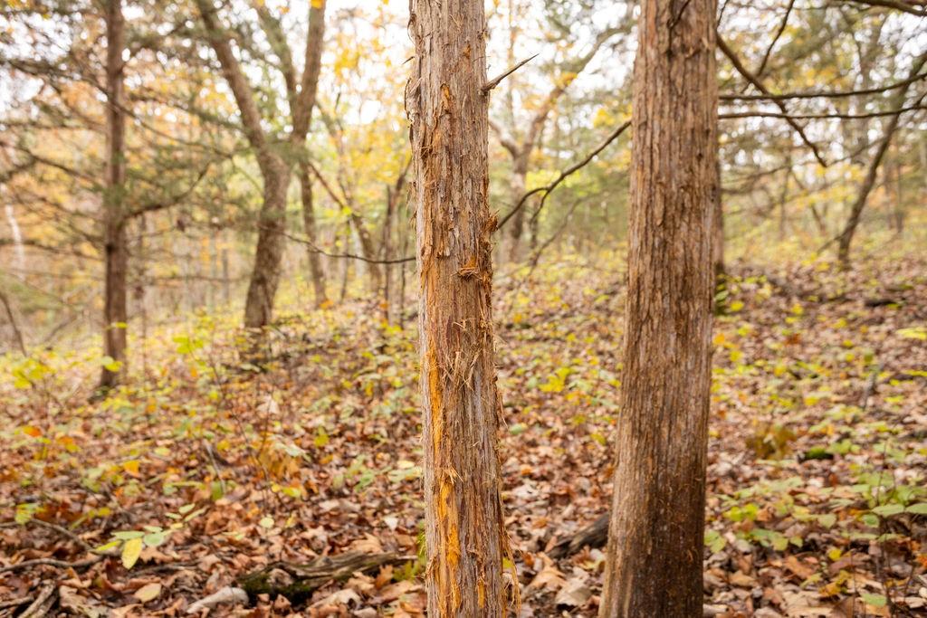 8875 Northeast 1275th Road Osceola, MO 64776 - Photo 11 of 99