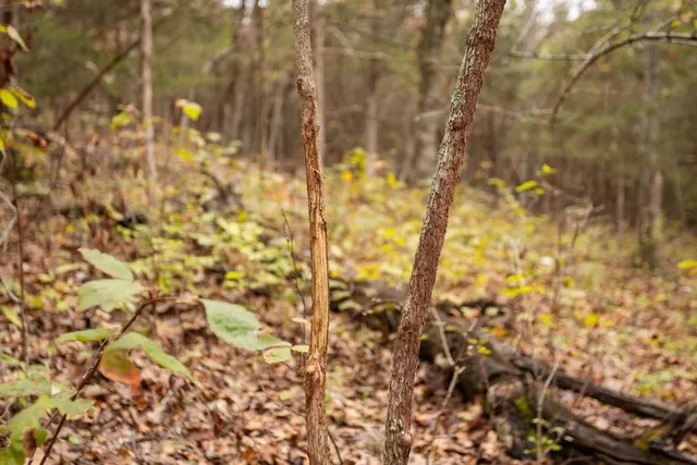 $530,200 | 8875 Northeast 1275th Road, Osceola, MO 64776