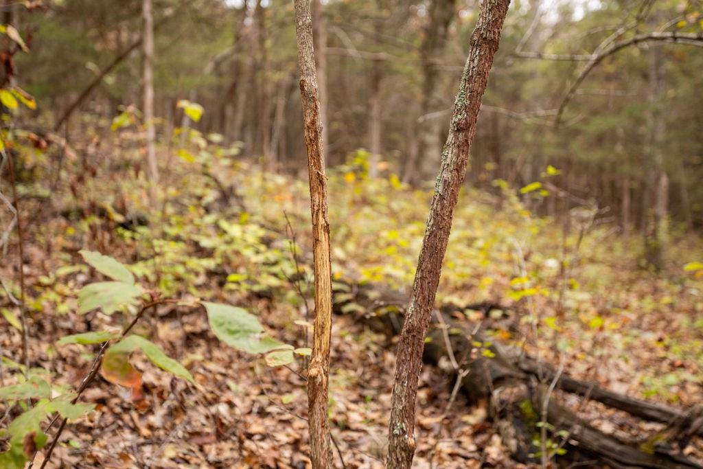 8875 Northeast 1275th Road Osceola, MO 64776 - Photo 14 of 99